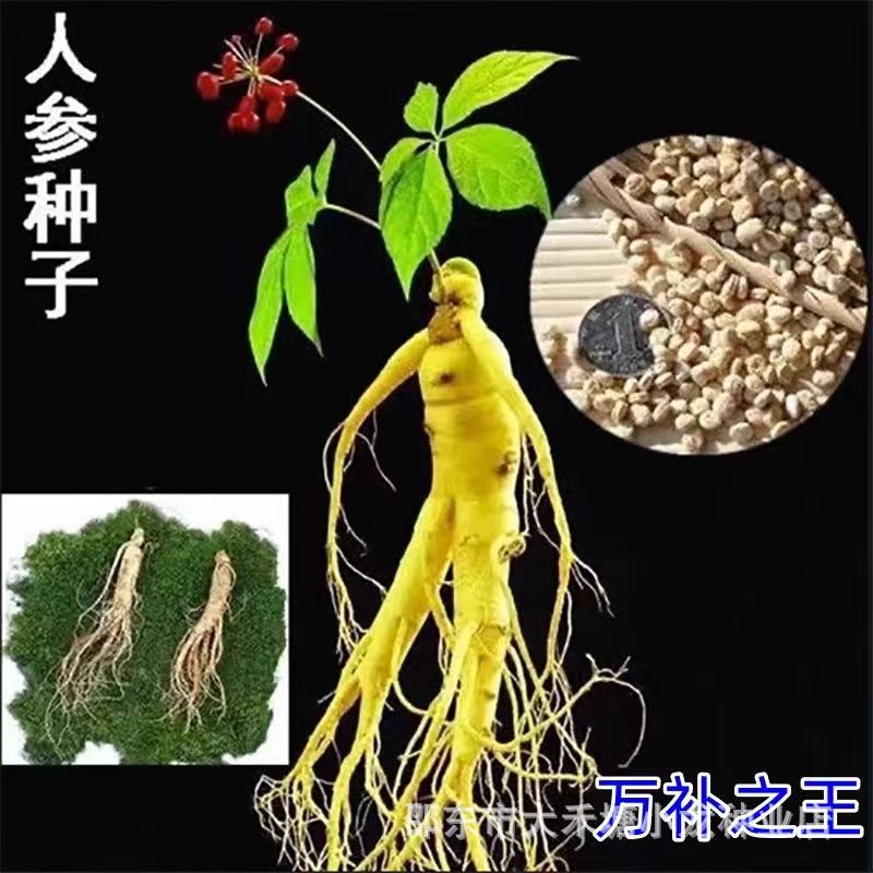 *现货*人参种子长白山野山参子西洋参种子四季阳台盆栽中材易成活种子Ginseng seeds: Wild ginseng from Changbai Mountain, American ginsen