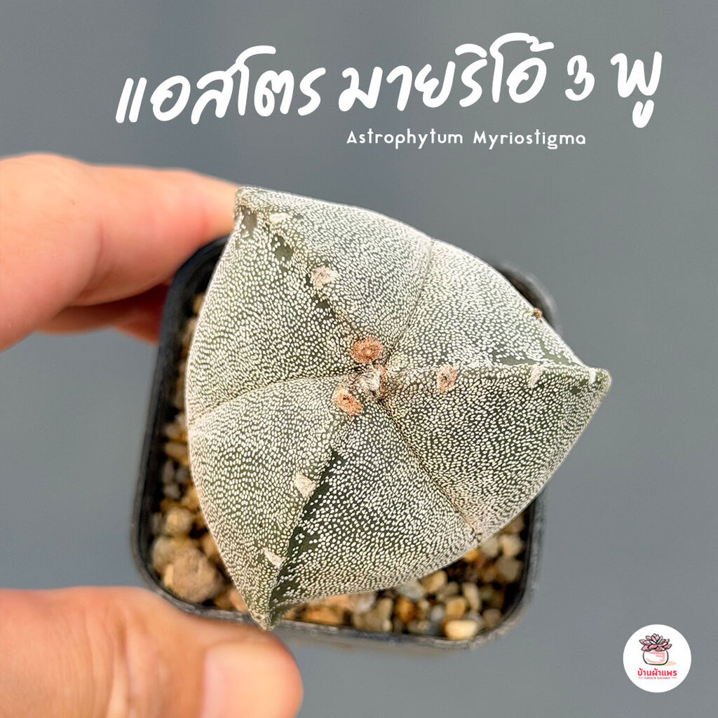 แอสโตร มายริโอ้ 3 พู Astrophytum Myriostigma แคคตัส กระบองเพชร cactus&succulent