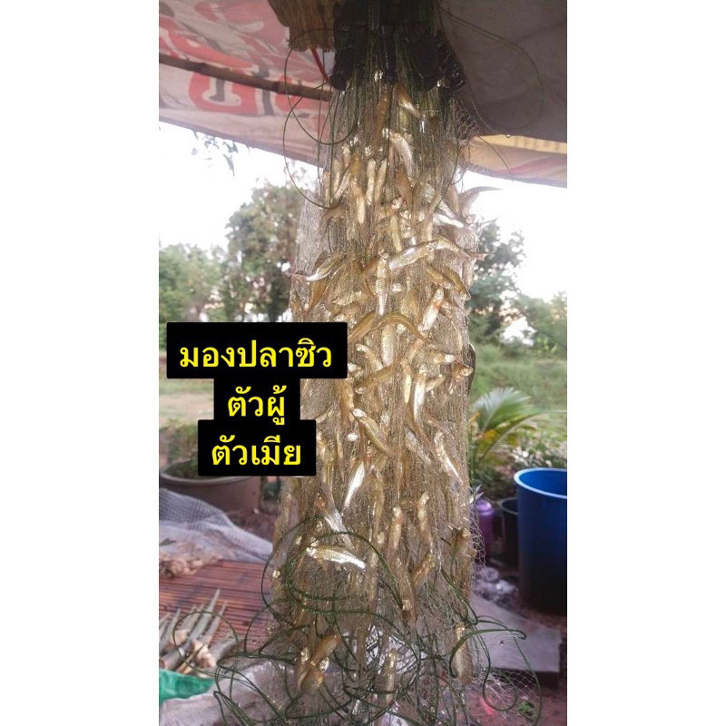 มองปลาซิวใยบัวแท้ 👍มี 1.3/1.5/2เซน ลึก50ตา👍(มีทุ่นตะกั่วพร้อมใช้งาน)