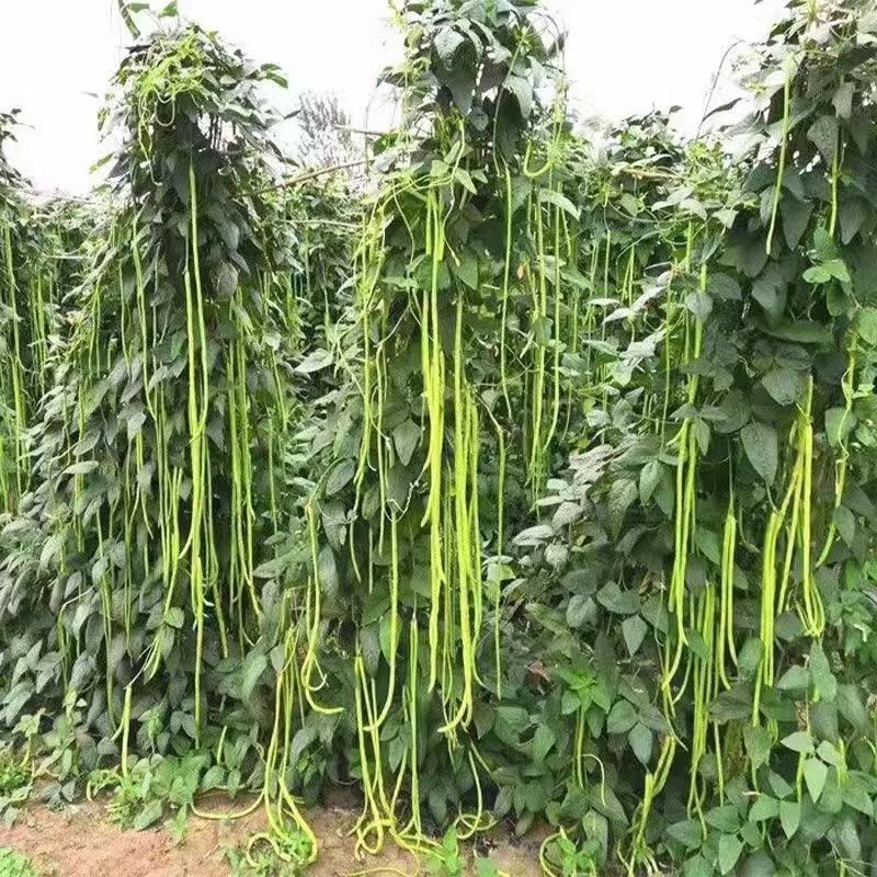 现货热卖压趴架豇豆长款豇豆角长豇豆压趴架豆角籽春季庭院农家蔬菜种子Lying-down rack long beans, long bean pods, long beans lying down.2