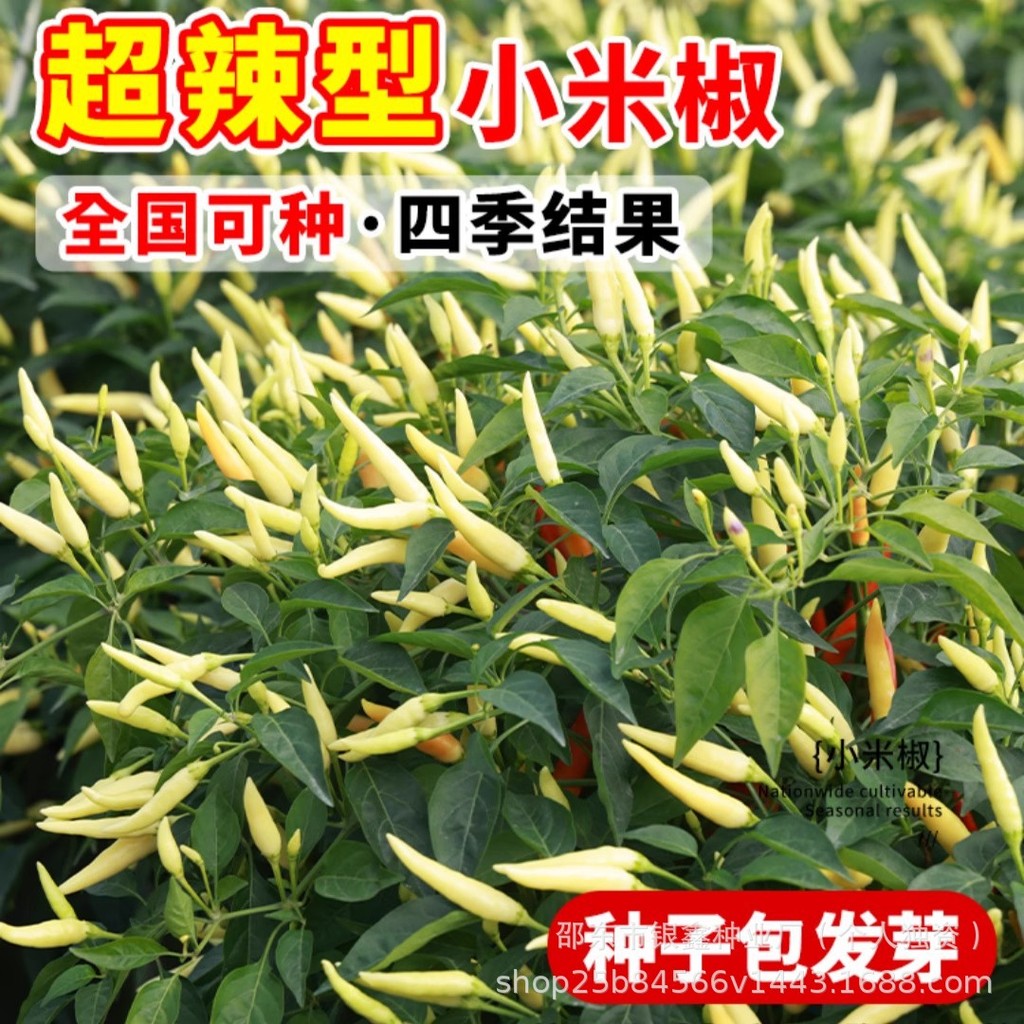 *现货*小米椒种子小米辣种子辣椒种子朝天椒种籽原装四季蔬菜种子大全Little millet pepper seeds, little millet chili seeds, chili seeds,