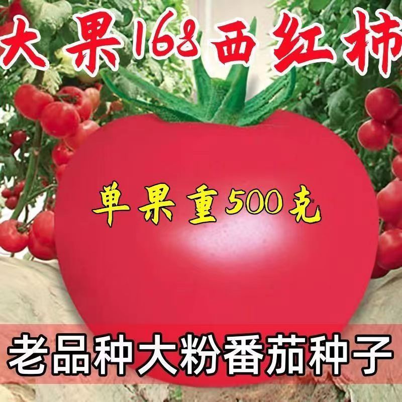 *现货*大果168西红柿种子番茄种籽原装四季蔬菜种子大全菜种子批发代发Large-fruit 168 tomato seeds, original tomato seeds.20260408