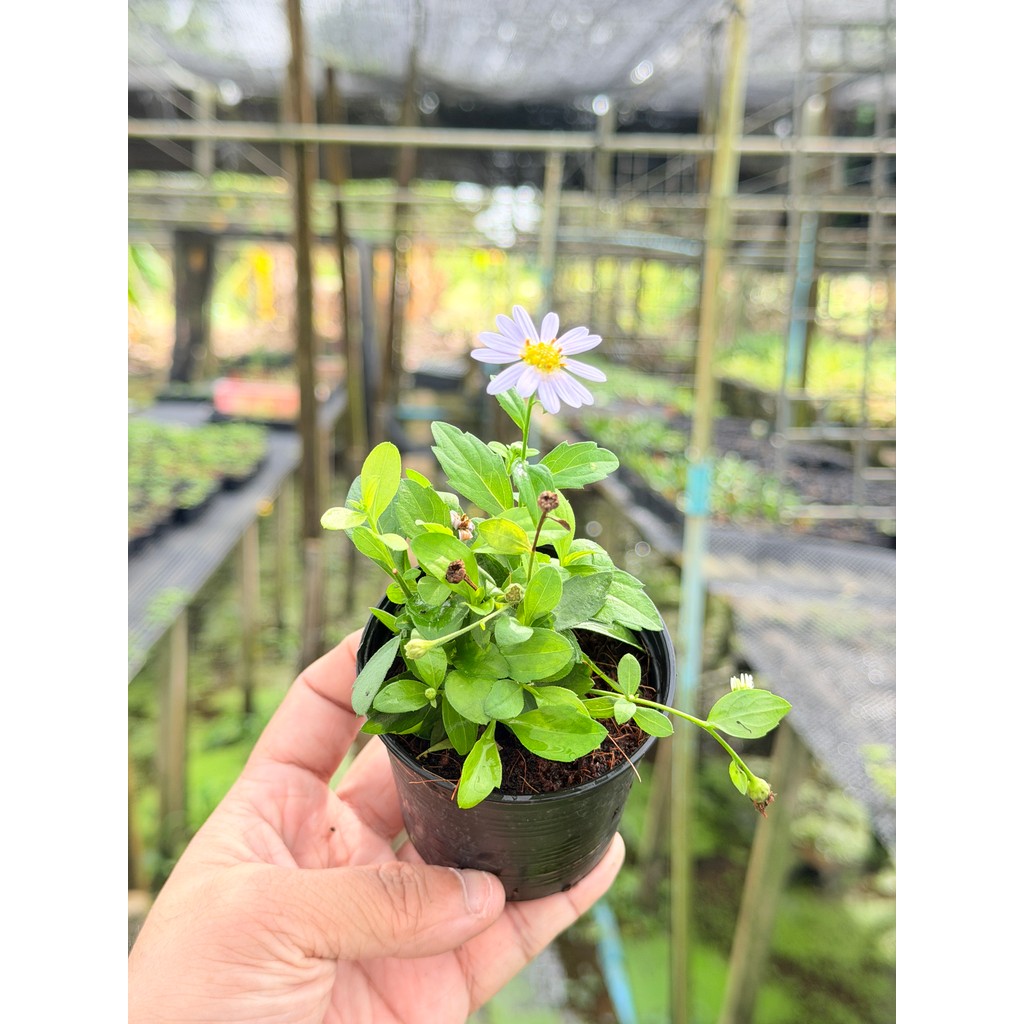 มุมมอง 5