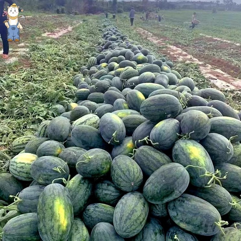 ปลูกง่าย เมล็ดพันธุ์ แตงโมดำ บรรจุ 10เมล็ด Giant Black Beauty Watermelon Seeds Fruit Seeds for Planting-PPOP SEEDS ราคา ถูกที่สุด ดีลบีเคเค แกลเลอรีภาพที่ 8
