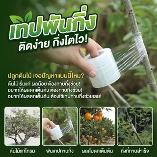 เทปพันกิ่งไม้ PE อย่างดี (เซท 5/10 ม้วน) ยาว 200 เมตร พันง่าย ไม่ต้องผูกปม กันน้ำ กันเชื้อรา เลือกขนาดได้ 3-6 ซม.