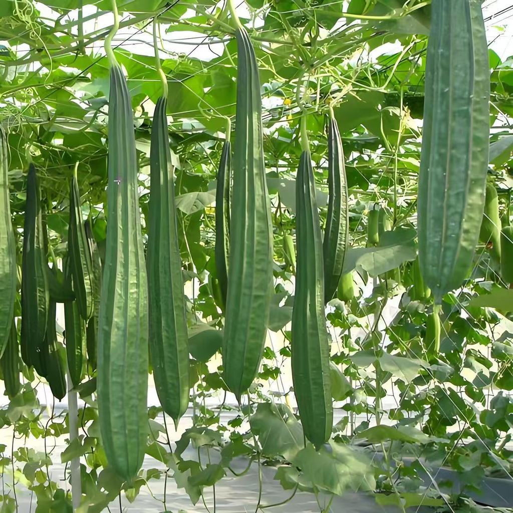 ซุ้มครัวเก็บได้เรื่อยๆ! บวบเหลี่ยม 10 เมล็ด | เลื้อยเร็ว ปลูกง่ายกลางแจ้ง ผลผลิตต่อเนื่องสำหรับครัวบ้าน