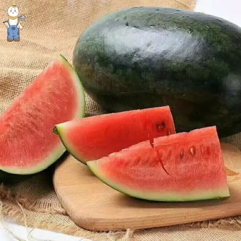 ปลูกง่าย เมล็ดพันธุ์ แตงโมดำ บรรจุ 10เมล็ด Giant Black Beauty Watermelon Seeds Fruit Seeds for Planting-PPOP SEEDS ราคา ถูกที่สุด ดีลบีเคเค แกลเลอรีภาพที่ 4