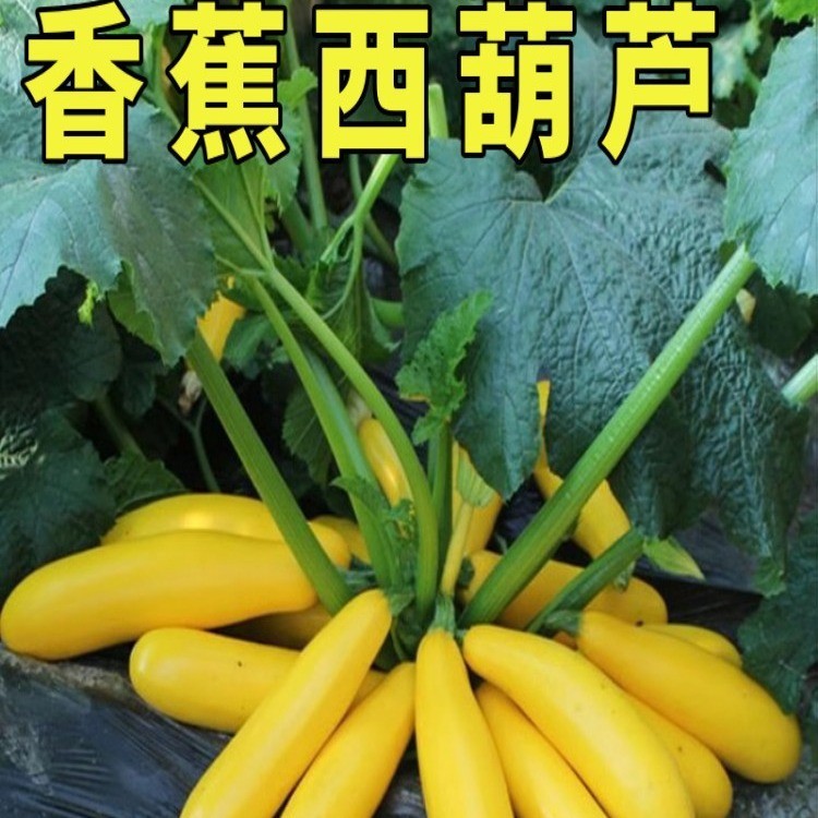 现货热卖香蕉西葫芦种籽黄色金皮瓜种籽生吃阳台盆栽四季蔬菜种籽阳台盆栽Banana zucchini seeds, yellow golden-skinned melon seeds, raw.2026
