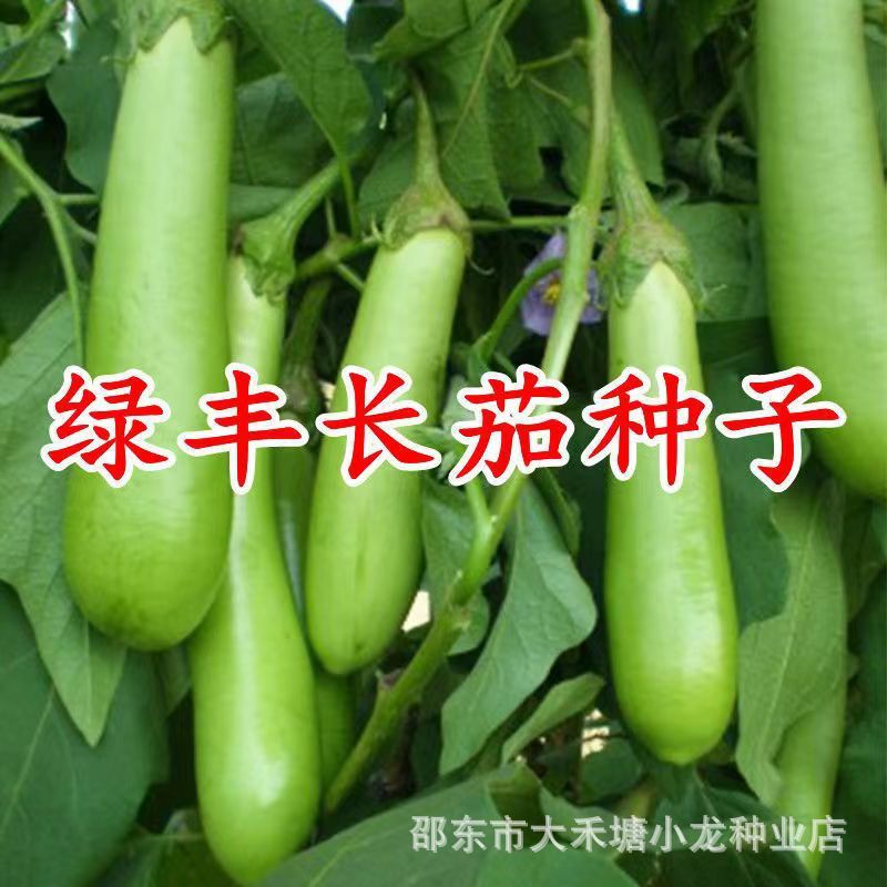 现货绿色长茄种子青茄种籽四季蔬菜庭院耐寒耐热嫁接茄子高产绿丰Green long eggplant seeds, blue eggplant seeds, all-season vegetable g