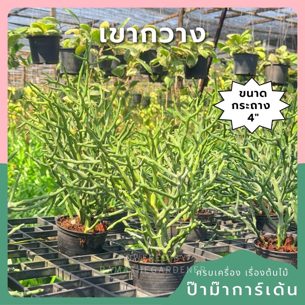 ต้นพญาไร้ใบเขากวาง Euphorbia stenoclada กระถาง 4 นิ้ว