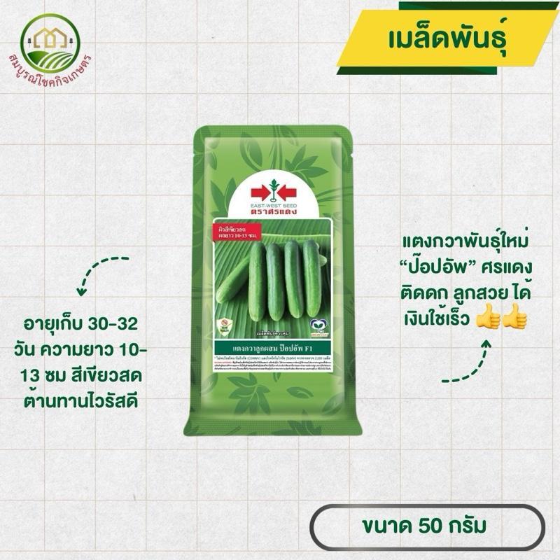 แตงกวา ป๊อปอัพ ศรแดง ขนาด 50 กรัม ติดดก ลูกสวย รวยเร็ว ทนโรคไวรัส สามารถปลูกได้ทุกฤดู ปลูกได้ทุกพื้นที่