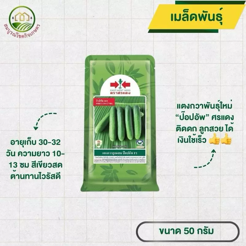 แตงกวา ป๊อปอัพ ศรแดง ขนาด 50 กรัม ติดดก ลูกสวย รวยเร็ว ทนโรคไวรัส สามารถปลูกได้ทุกฤดู ปลูกได้ทุกพื้นที่