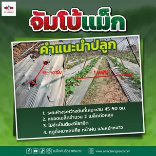 เมล็ดพันธุ์ แตงร้าน จัมโบ้แม็กซ์ ขนาด 100 กรัม ตราศรแดง ลูกสวย ทรงกระบอก กรอกถุงง่าย ปลูกได้ทุกพื้นที่ และทุกฤดู