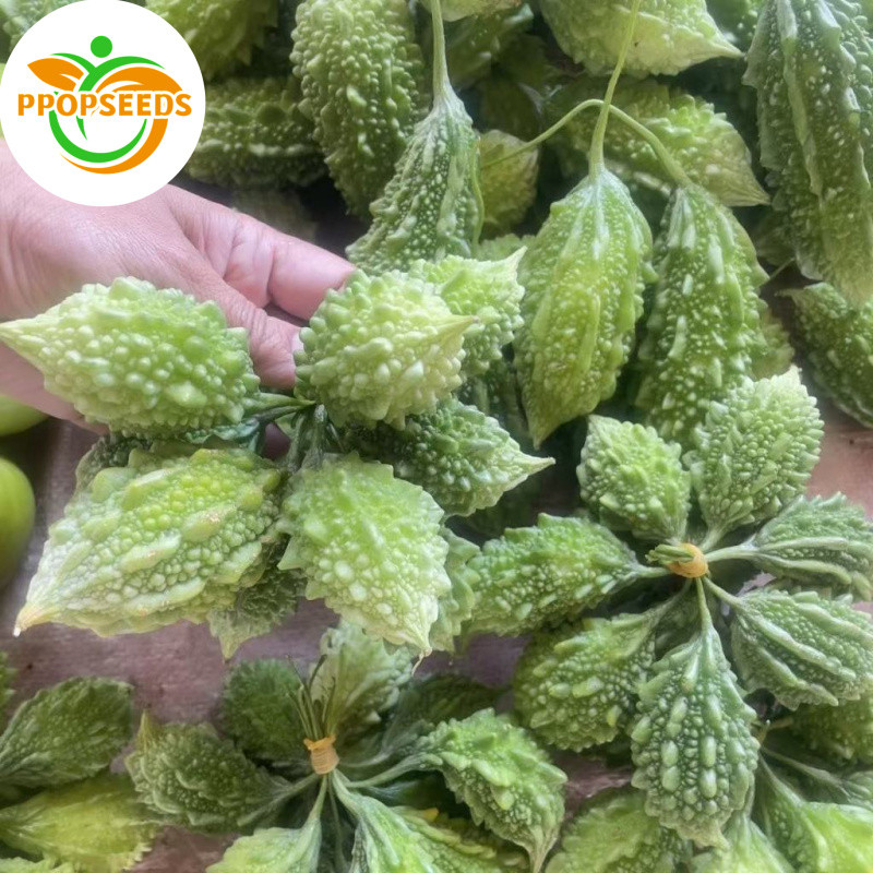 คุณภาพดี 5 เมล็ด ปลูกง่าย โตไว เมล็ดพันธุ์มะระขี้นก Round Bitter Gourd Seeds Ampalaya Seeds Vegetables Plants-PPOP SEEDS