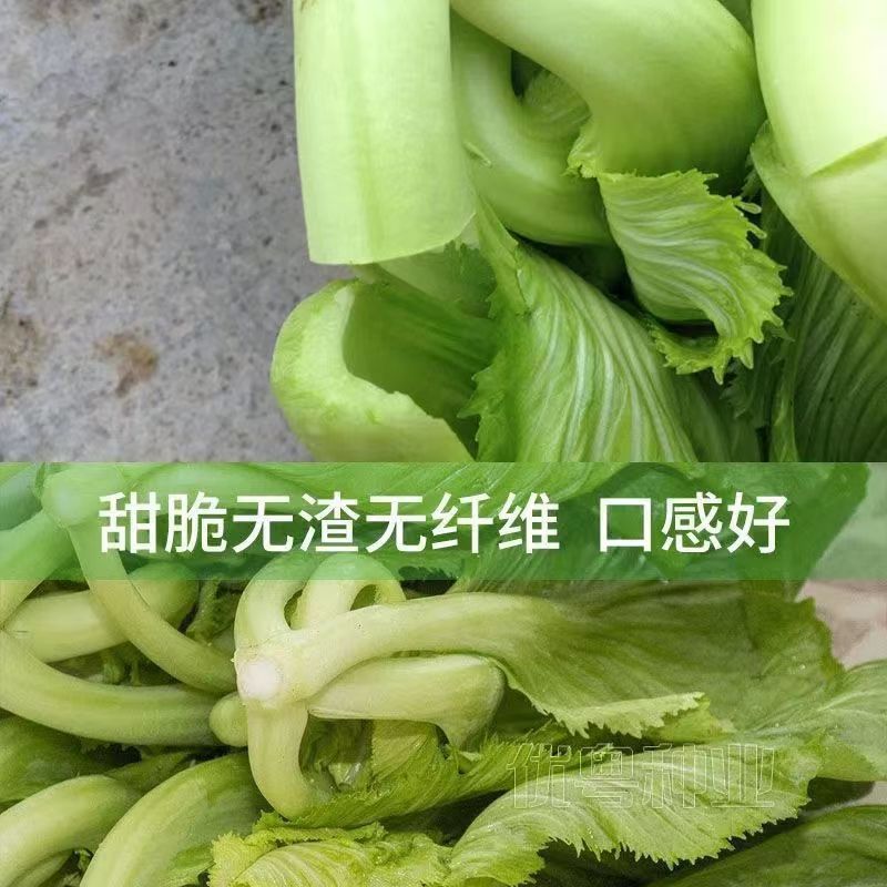 现货热卖大肉甜芥菜种子高钙菜种籽包心芥菜种子广东特菜速生腌制酸菜春秋Large-leaf sweet mustard seeds, high-calcium variety; heading must