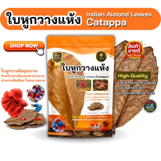 ใบหูกวางแห้ง คัดเกรดพรีเมียม ใบใหญ่ เรียบ สะอาด สำหรับปลากัดและปลาสวยงาม (บรรจุ 10 ใบ / 20 ใบ)
