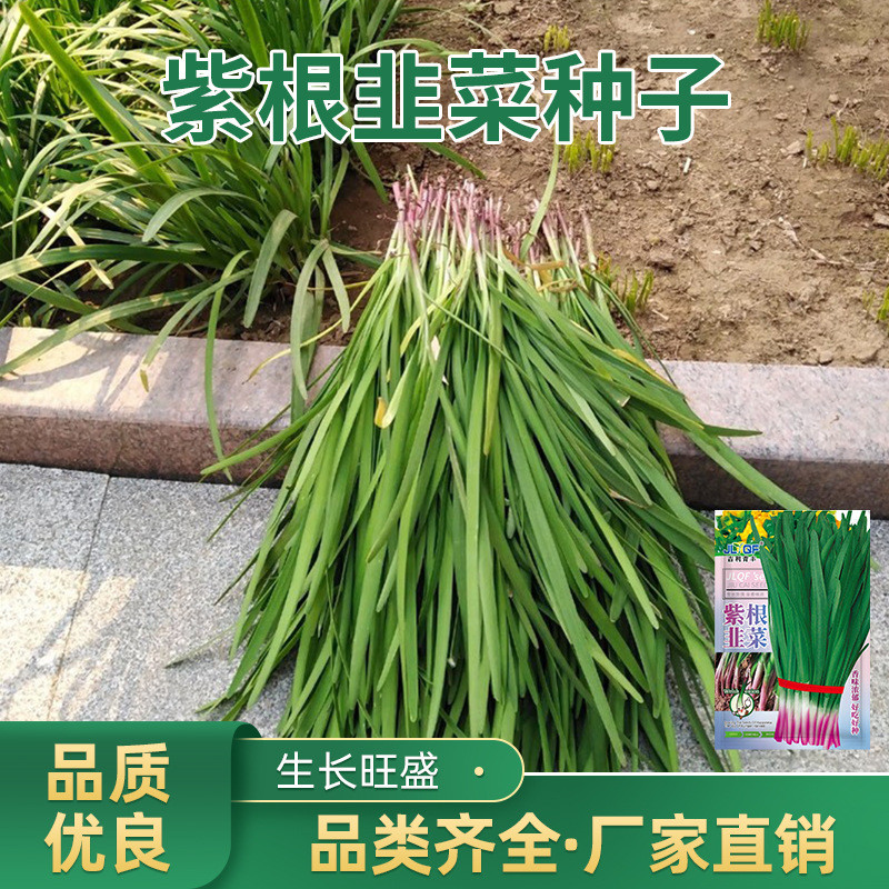 现货热卖紫根韭菜种子韭菜种子耐寒耐热种籽紫根韭菜种籽四季种植蔬菜种子Purple-root leek seeds, leek seeds that are both cold- and heat-to