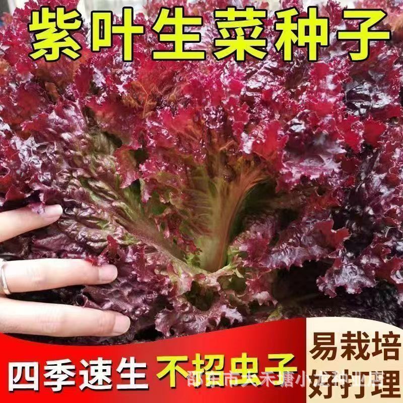 *现货*紫叶生菜种子紫罗兰生菜种子四季庭院盆栽耐高温有机沙拉生菜种子Purple leaf lettuce seeds, violet lettuce seeds, all-season2026041