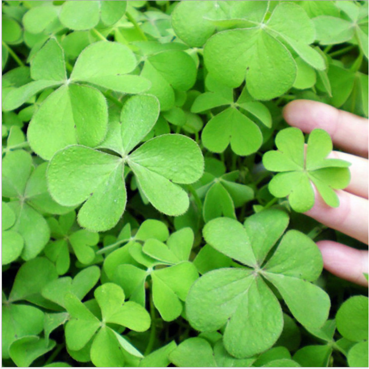 ((ผม) Clover Clover Seed Clover Clover Plant Four Seasons Good Plant Easy-to-Live Plant Seed