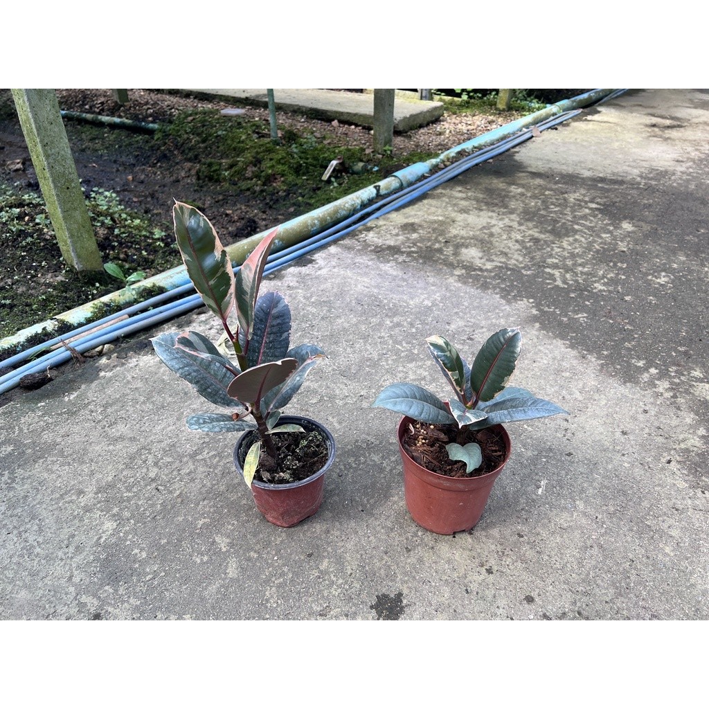 มุมมอง 4