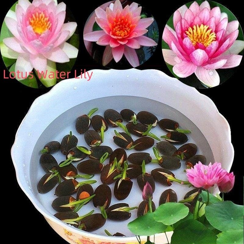 บัวจิ๋ว 10 เมล็ด | สำหรับคนรักสวน ปลูกง่าย โตไว ตกแต่งบ่อน้ำหรือภาชนะเล็กๆ ให้สวยงามในเวลาอันรวดเร็ว ราคา ถูกที่สุด ดีลบีเคเค แกลเลอรีภาพที่ 6