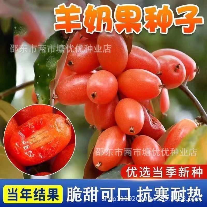 现货热卖羊奶果种子盆栽地栽当年结果羊奶果子种籽耐冬耐冻南北方四季种植goat milk fruit seeds potted planting goat milk20260403