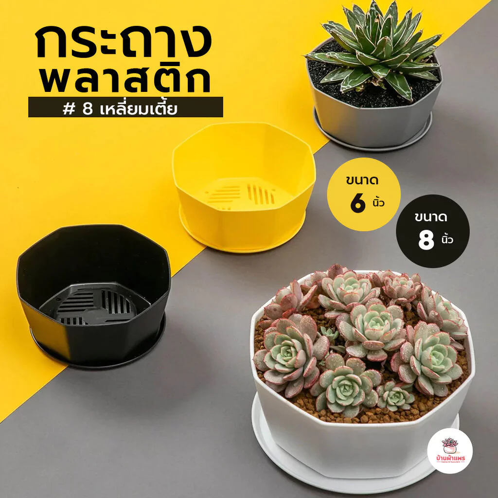 กระถาง 8 เหลี่ยมเตี้ย #DBXEY กระถางพลาสติก กระบองเพชร ไม้อวบน้ำ Cactus&Succulent
