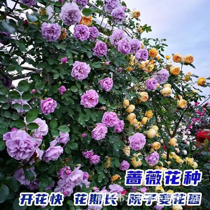 现货热卖蔷薇花种子爬藤月季玫瑰四季开花爬墙攀援庭院室内花卉盆栽植物籽Rosehip seeds, climbing roses, and four-season blooming roses.2026