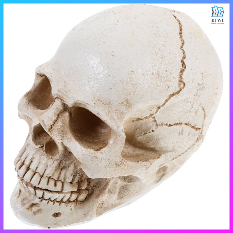 Human Skull Anatomical Model Human Medical Anatomy Bone Model
