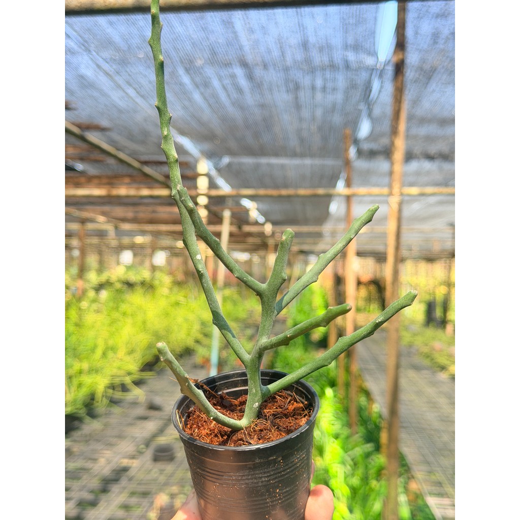 มุมมอง 5