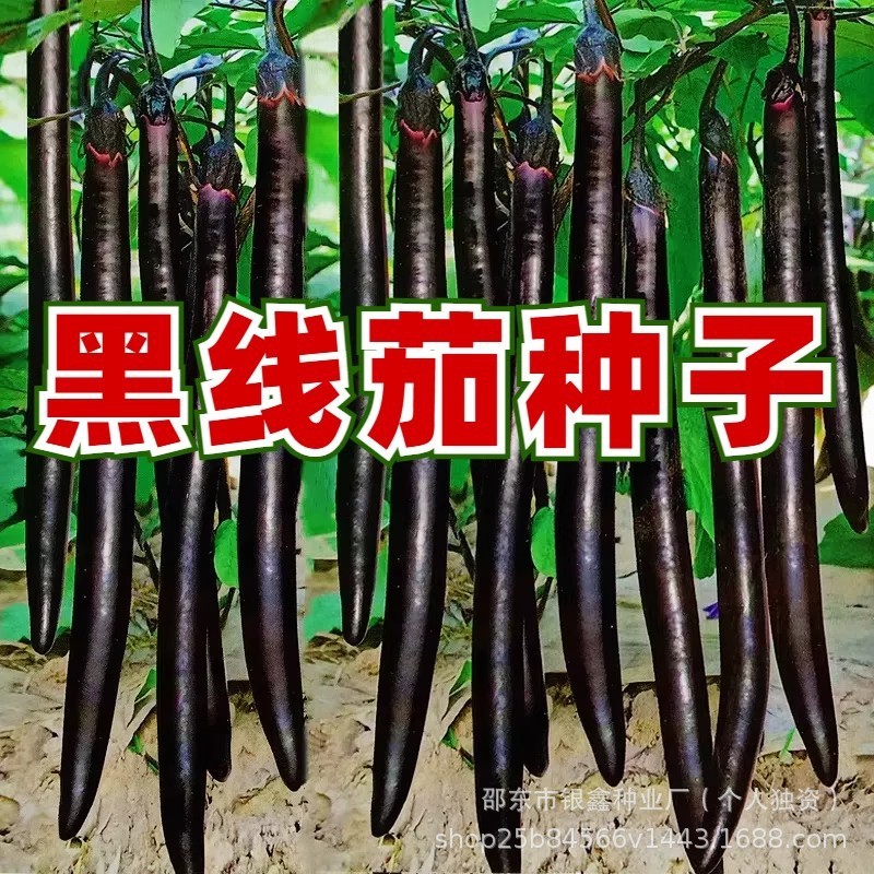 *现货*黑线茄子种子苗黑紫杭茄紫红长茄原装四季蔬菜大全菜批发紫茄Black-line eggplant seeds, seedlings, black-purple Hangzhou eggplant