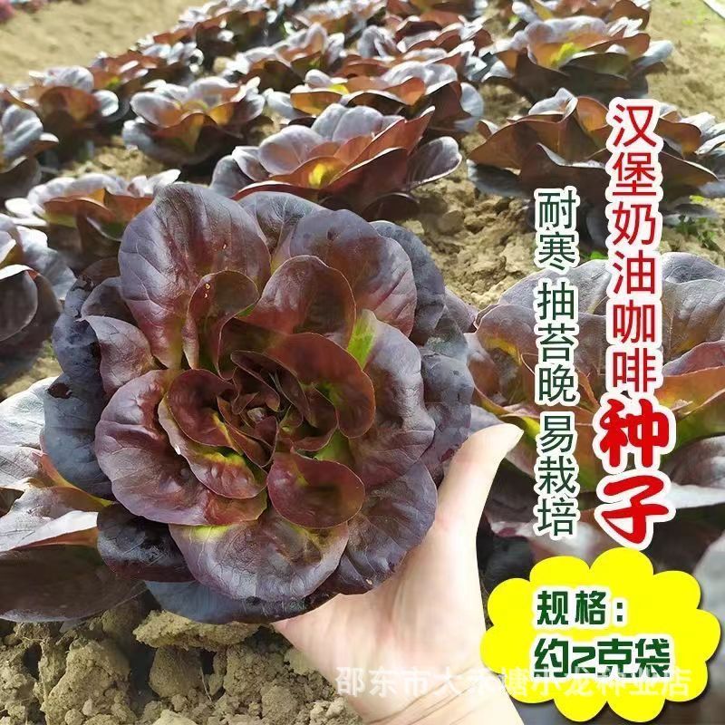 现货热卖汉堡奶油咖啡菜生菜种子紫叶生菜籽耐热四季播冬季耐寒保健蔬菜种Hamburger cream coffee vegetable lettuce seeds purple leaf lettuce