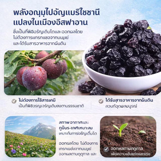 💕【ผู้ขายในพื้นที่】🇹🇭บลูเบอร์รี่อบแห้งไม่มีน้ำตาล【COD】🍇อุดมแอนโทไซยานิน พร้อมทาน 100g/บลูเบอร์รี่