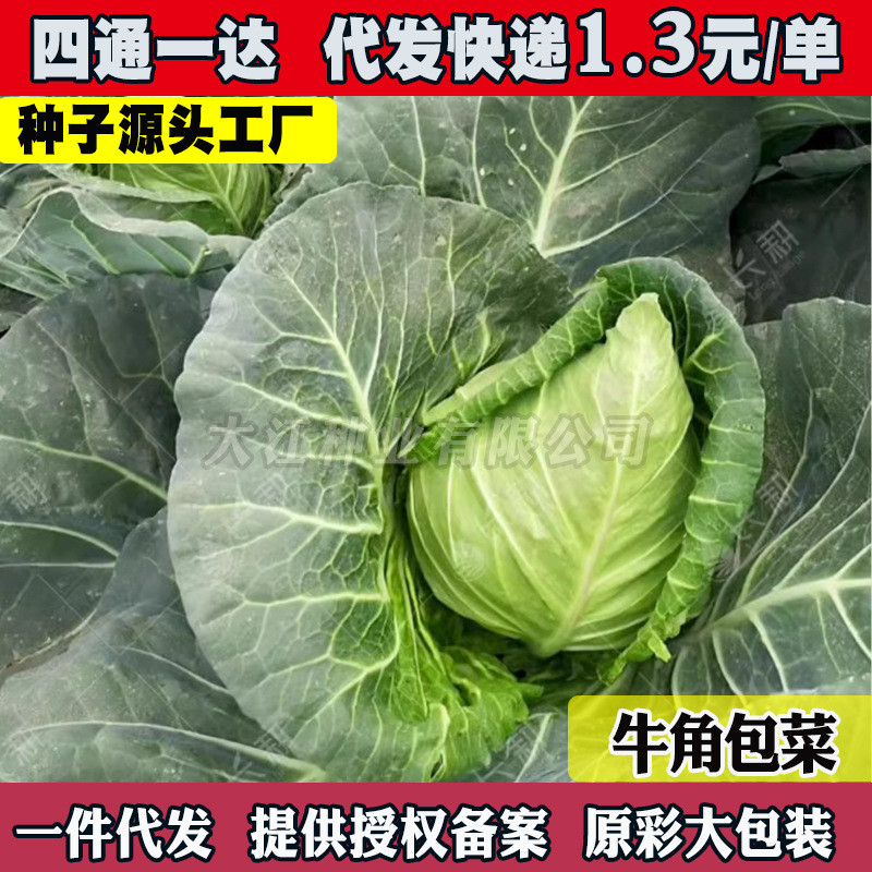 现货水果甘蓝种子春丰牛心炮弹甘兰包菜种籽春秋越冬阳台青菜蔬菜种孑Kale seeds, Chunfeng Bull’s Heart, Cannonball Kale, packaged.2026040