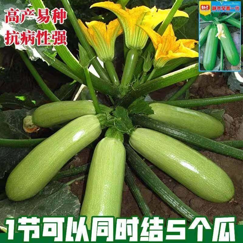 现货西葫芦种子西葫芦种籽高产四季春季西葫芦子蔬菜种子孑春夏秋季Zucchini seeds, high-yield, all-season spring zucchini seeds.20260403