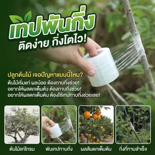 เทปพันกิ่งไม้ PE ยืดหยุ่นสูง-ติดเองได้ ไม่ต้องมัดเงื่อนให้เจ็บมือ แผลสนิทไว กิ่งติดชัวร์