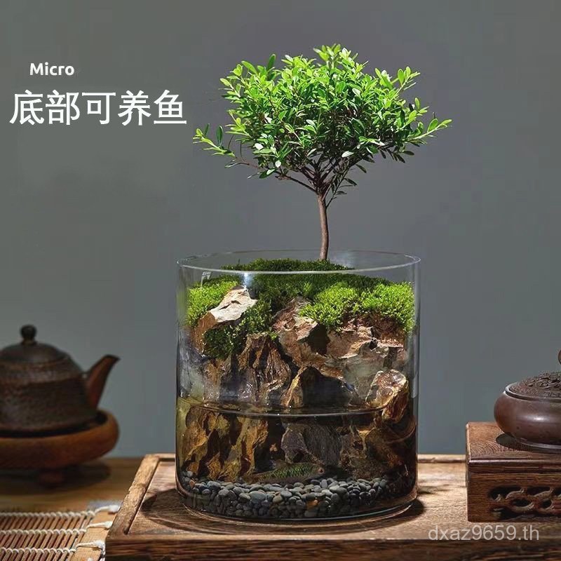 T Tank Office Moss Rainforest Boys Betta ของขวัญวันเกิดสร้างสรรค์ Care-Free Desktop ขวดนิเวศวิทยา Mi