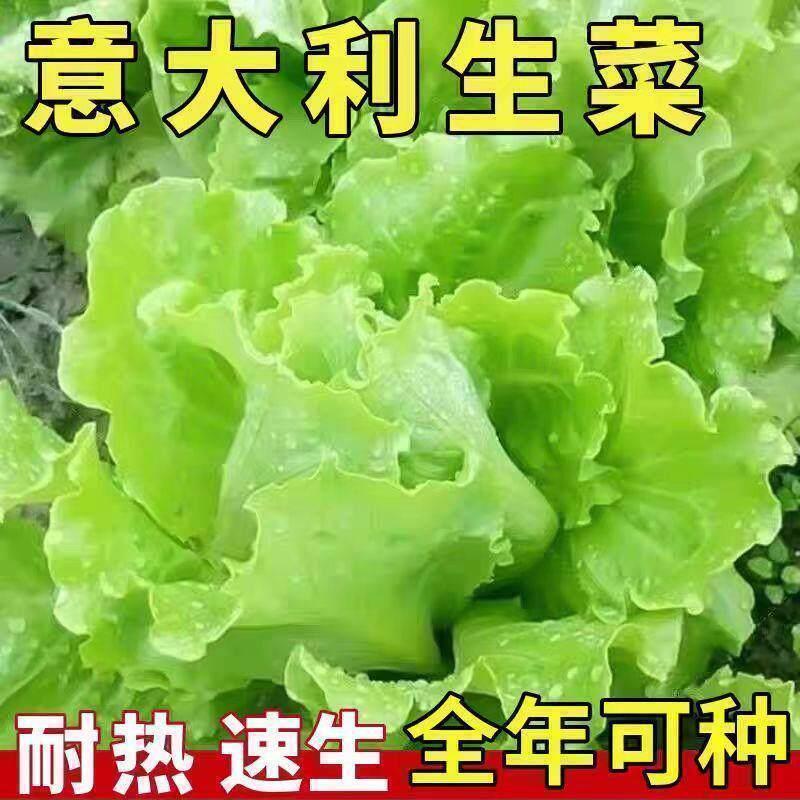 现货意大利生菜籽奶油罗马生菜四季播种夏季耐热种子大全高产蔬菜种孑Italian lettuce seed cream romaine lettuce four seasons20260403