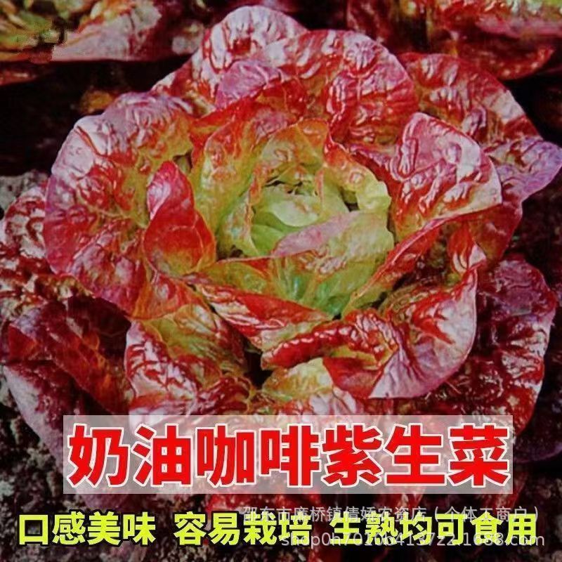 现货热卖奶油咖啡紫生菜种子紫叶生菜种籽原装四季蔬菜种子大全菜种子Cream Coffee Purple Lettuce Seeds, Purple Leaf Lettuce Seeds20260404