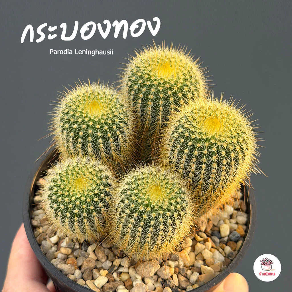 กระบองทอง #กอ Parodia Leninghausii แคคตัส กระบองเพชร cactus&succulent