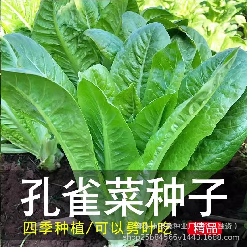 *现货*孔雀菜种子直立生菜种沙拉生菜玻璃生菜原装四季蔬菜种子大全扒饭Peacock lettuce seeds, upright lettuce seeds, salad lettuce glass2