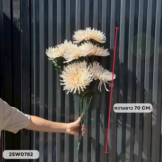 สไปเดอร์ก้านยาว 7 ก้าน 7 ดอก ช่อยาว 70 cm. หน้าดอก 18 cm.