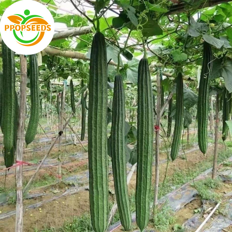 เมล็ดพันธุ์อินทรีย์ ปลูกกลางแจ้ง (10เมล็ด/ซอง) มล็ดพันธุ์บวบเหลี่ยม High Yield Patola Tagalog Seeds-PPOP SEEDS