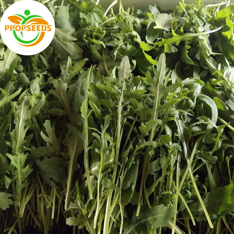 Arugula Seeds เมล็ด ARUGULA Organic (Rocket) ร็อกเก็ต ออร์แกนิค-PPOP SEEDS