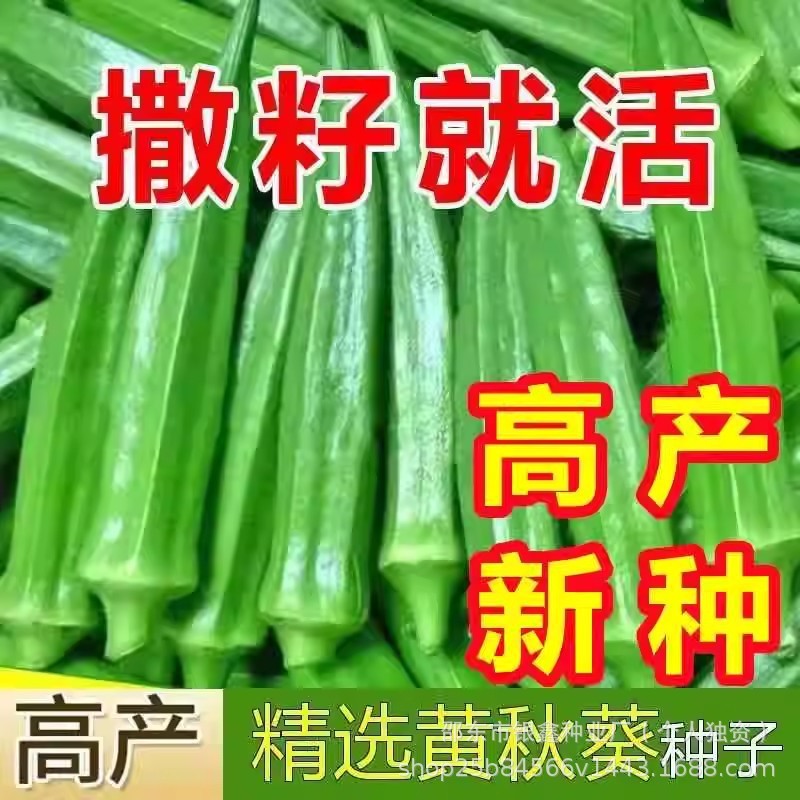 *现货*黄秋葵种子红秋葵籽绿秋葵种原装四季蔬菜水果种子大全菜种子批发Yellow okra seeds, red okra seeds, green okra seeds – original pac