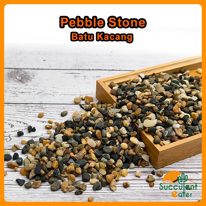 (1 กก.) Pebble Stone Pebble Wash Floor Epoxy Gardening Landscape ตกแต่ง Batu Kacang Hiasan Hormonal 