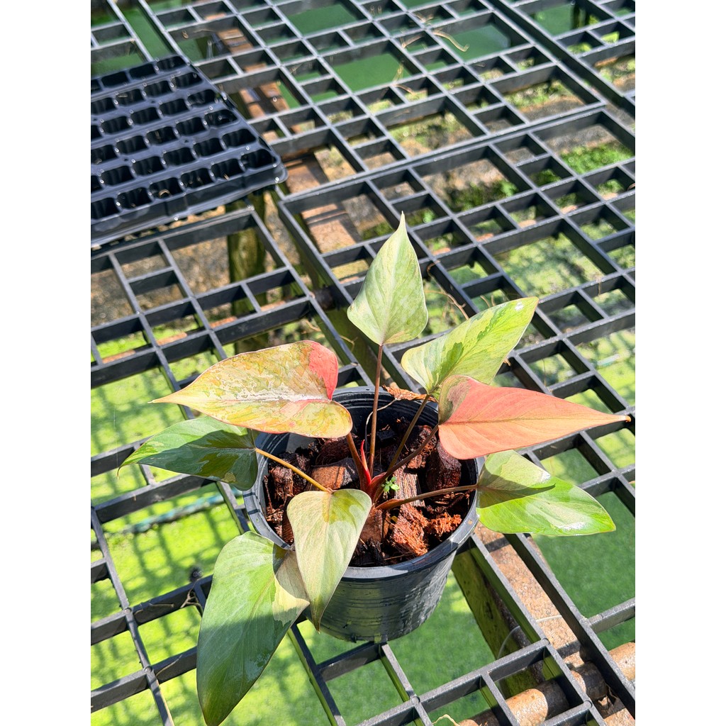 มุมมอง 2