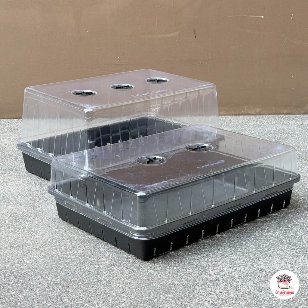 กล่องไดโซะ #ใหญ่ กล่องเพาะเมล็ด แคคตัส กระบองเพชร cactus&succulent