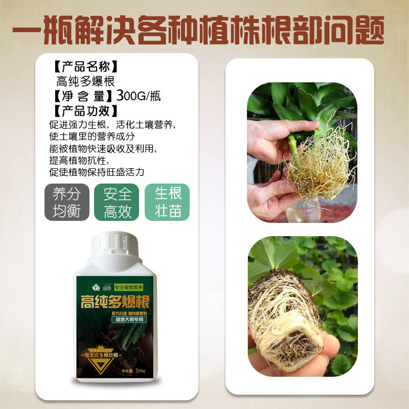 Hanwu High-Purity Multi-Burst Roots Burst Roots รากหนารากที่แข็งแกร่ง Multi-Roots Nutrition Roots Pr