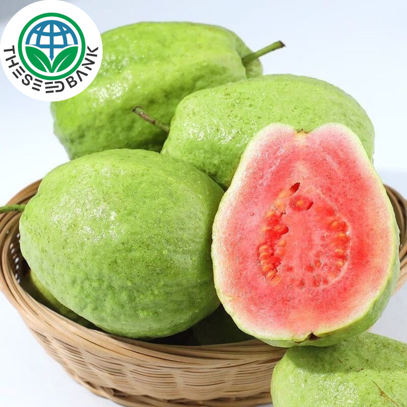 เมล็ดพันธุ์ ฝรั่ง เมล็ดฝรั่ง บรรจุ 50 เมล็ด (Guava Seeds for Planting) Bonsai Guava Tree Fruit Seeds